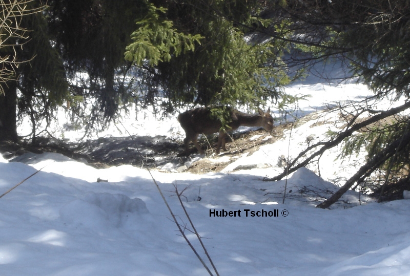 Hungrige Hirschkuh  ( WINTER 2009 )