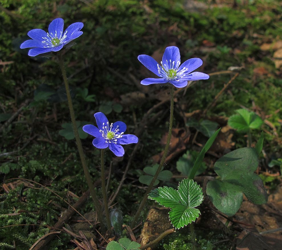 Idylle im Wald