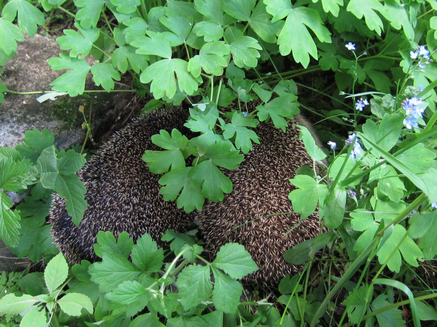 Igel - Besuch im Garten