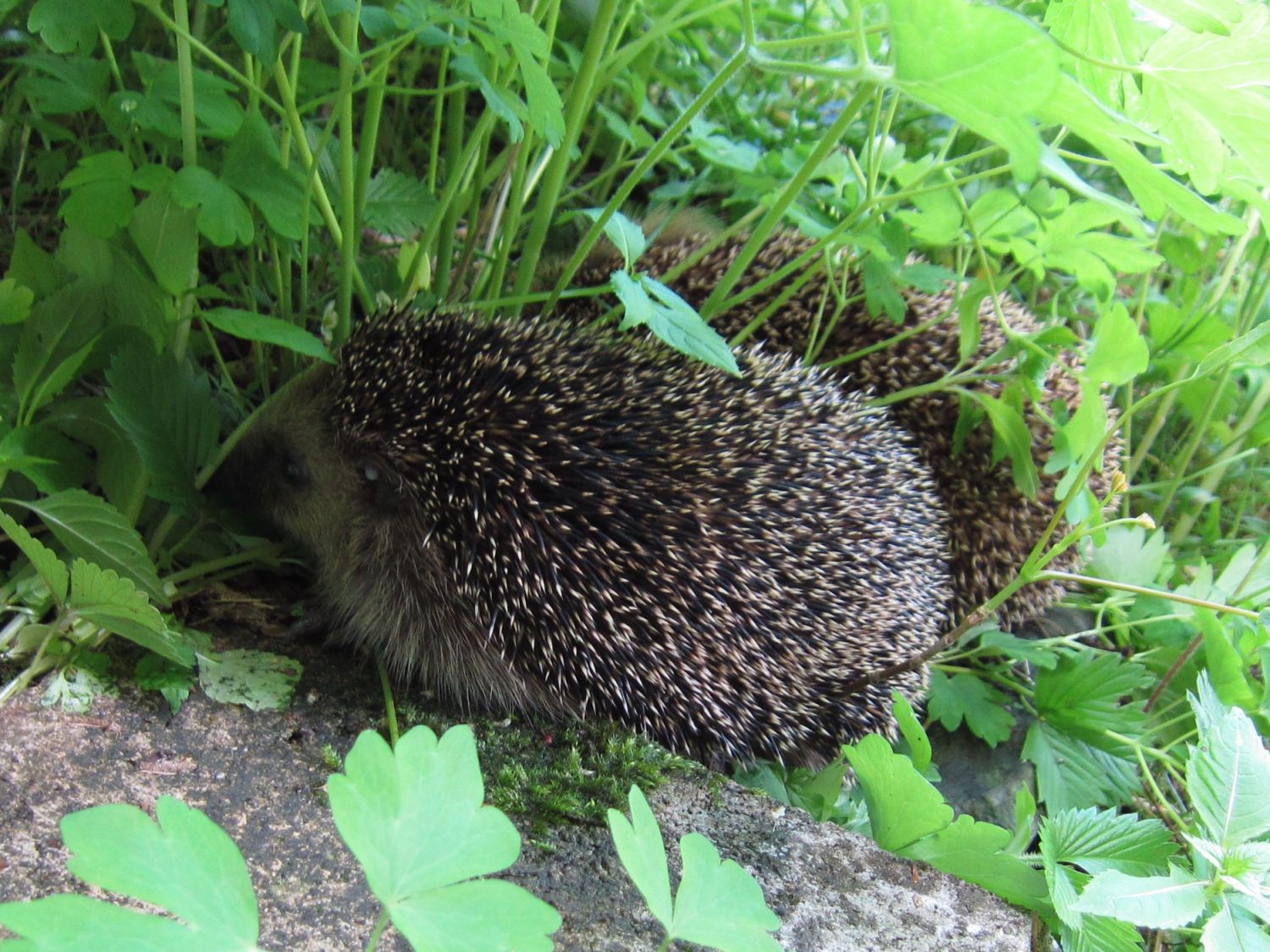 Igel - Besuch im Garten