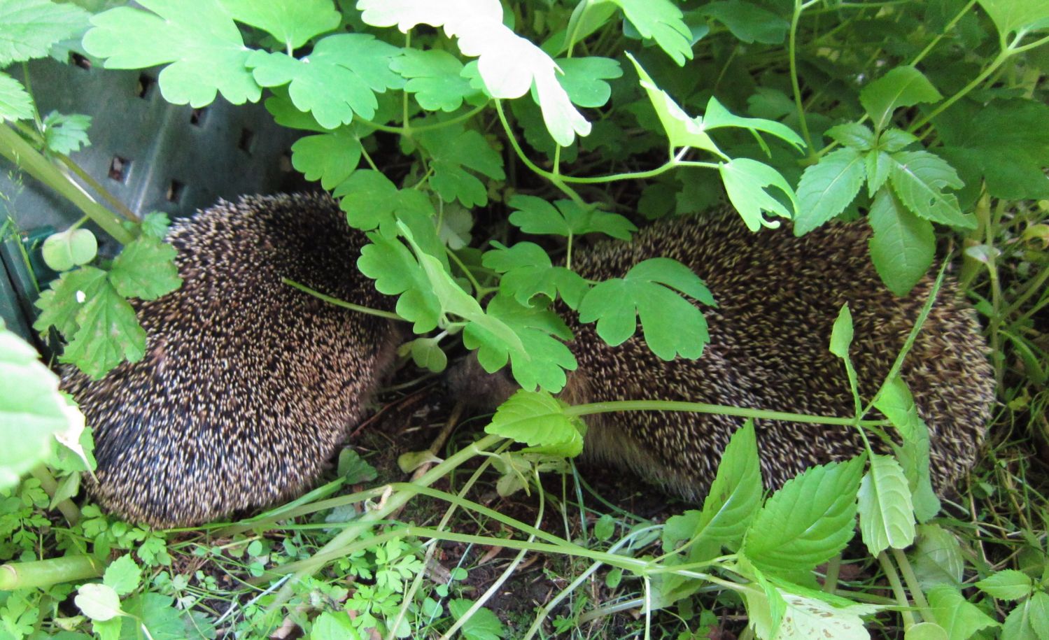 Igel - Besuch im Garten