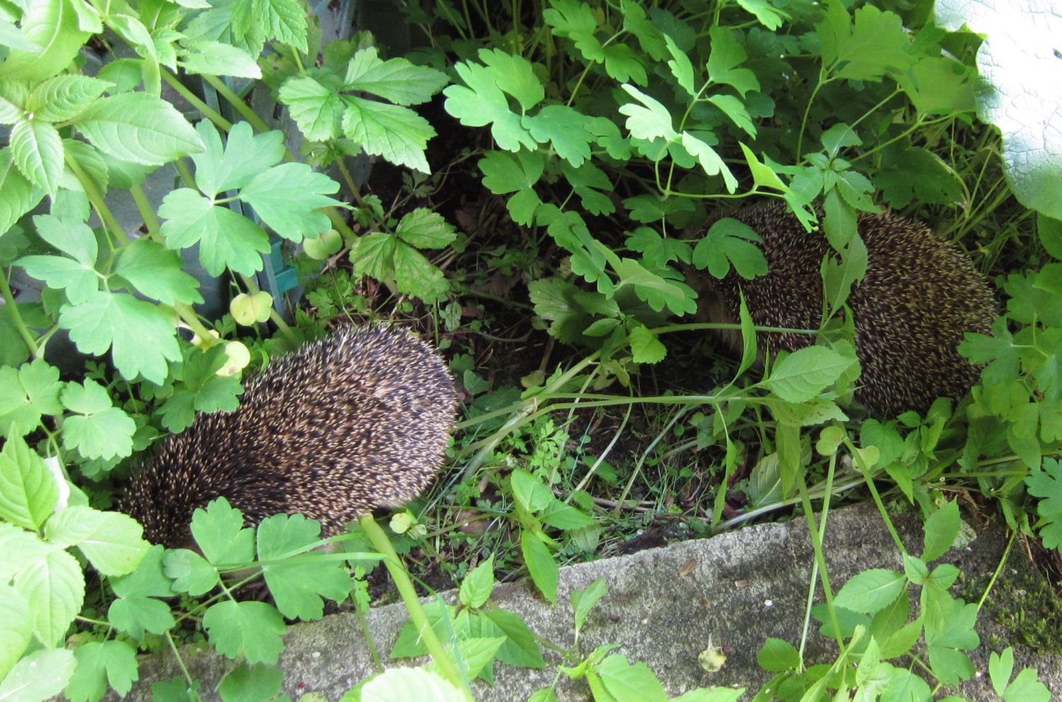 Igel - Besuch im Garten