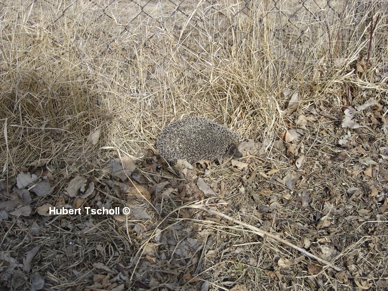 Igel