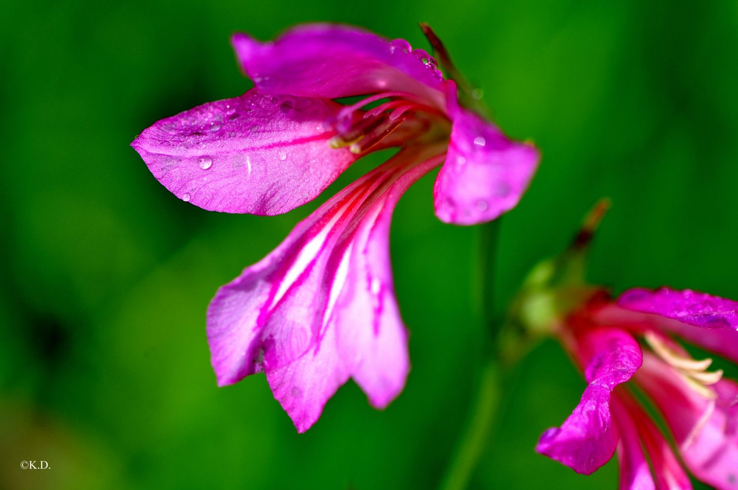 Illyrische Gladiole (Oberschütt - Bez. Villach)