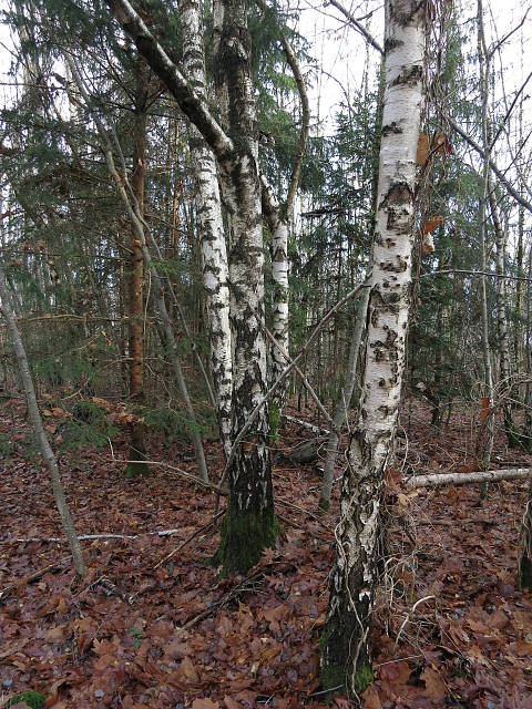 Im Birkenwald