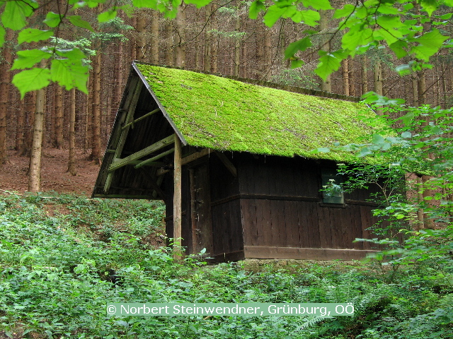 Im Wald verloren