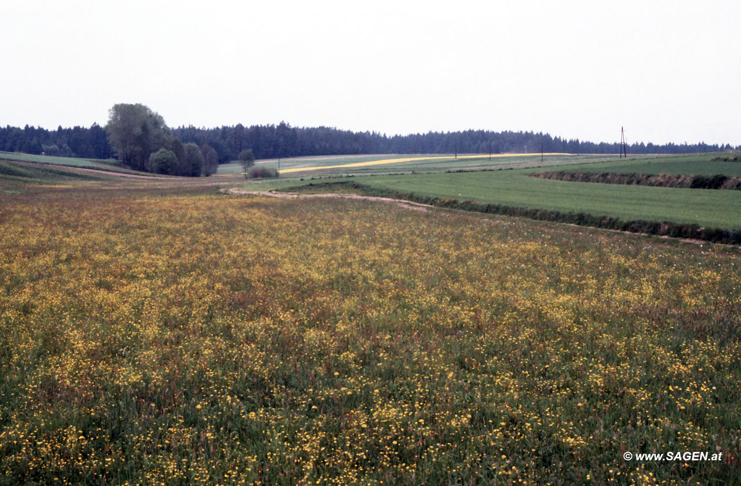 Im Waldviertel