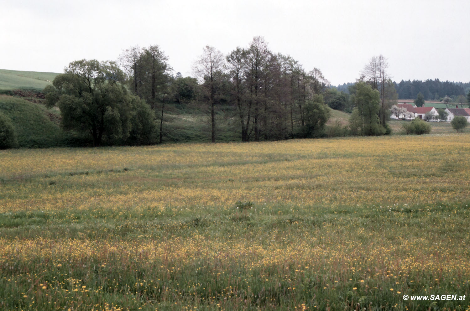 Im Waldviertel