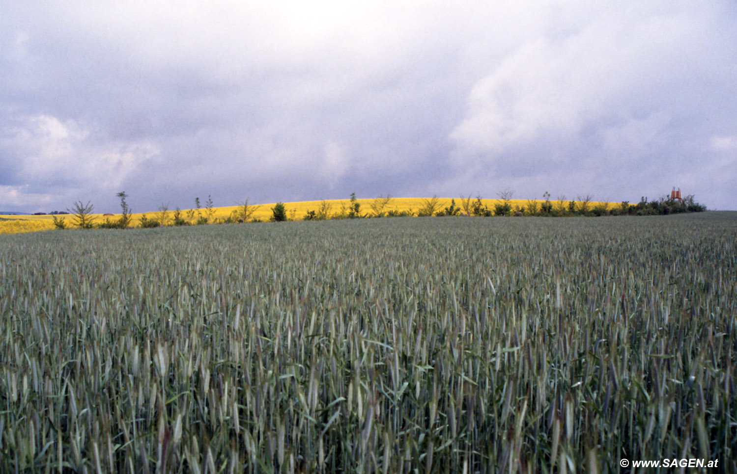 Im Waldviertel