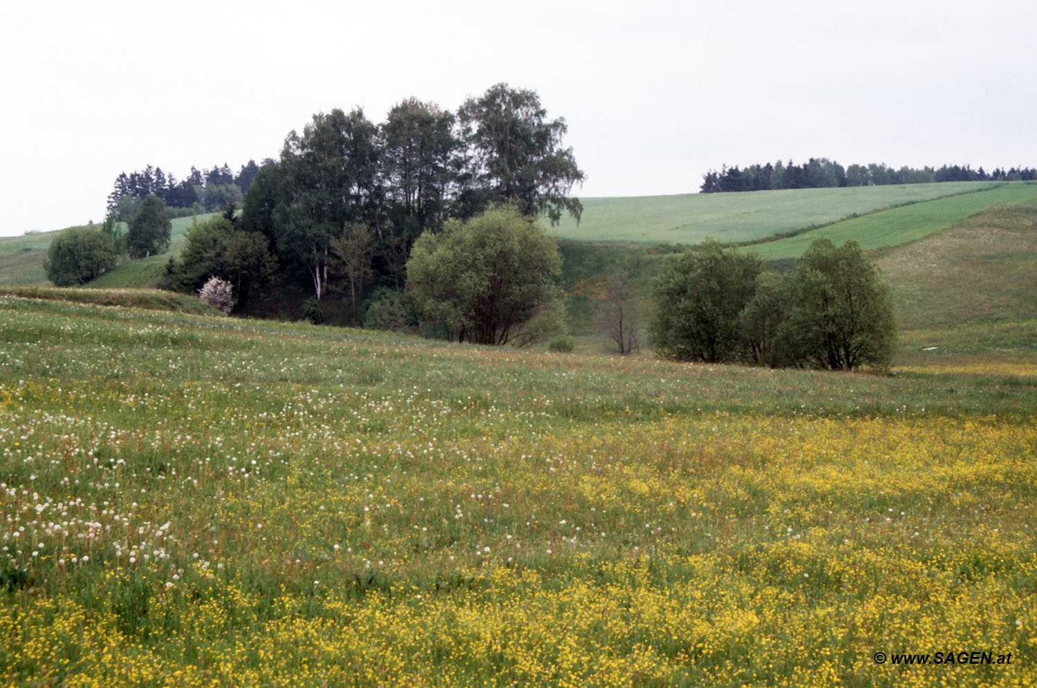 Im Waldviertel