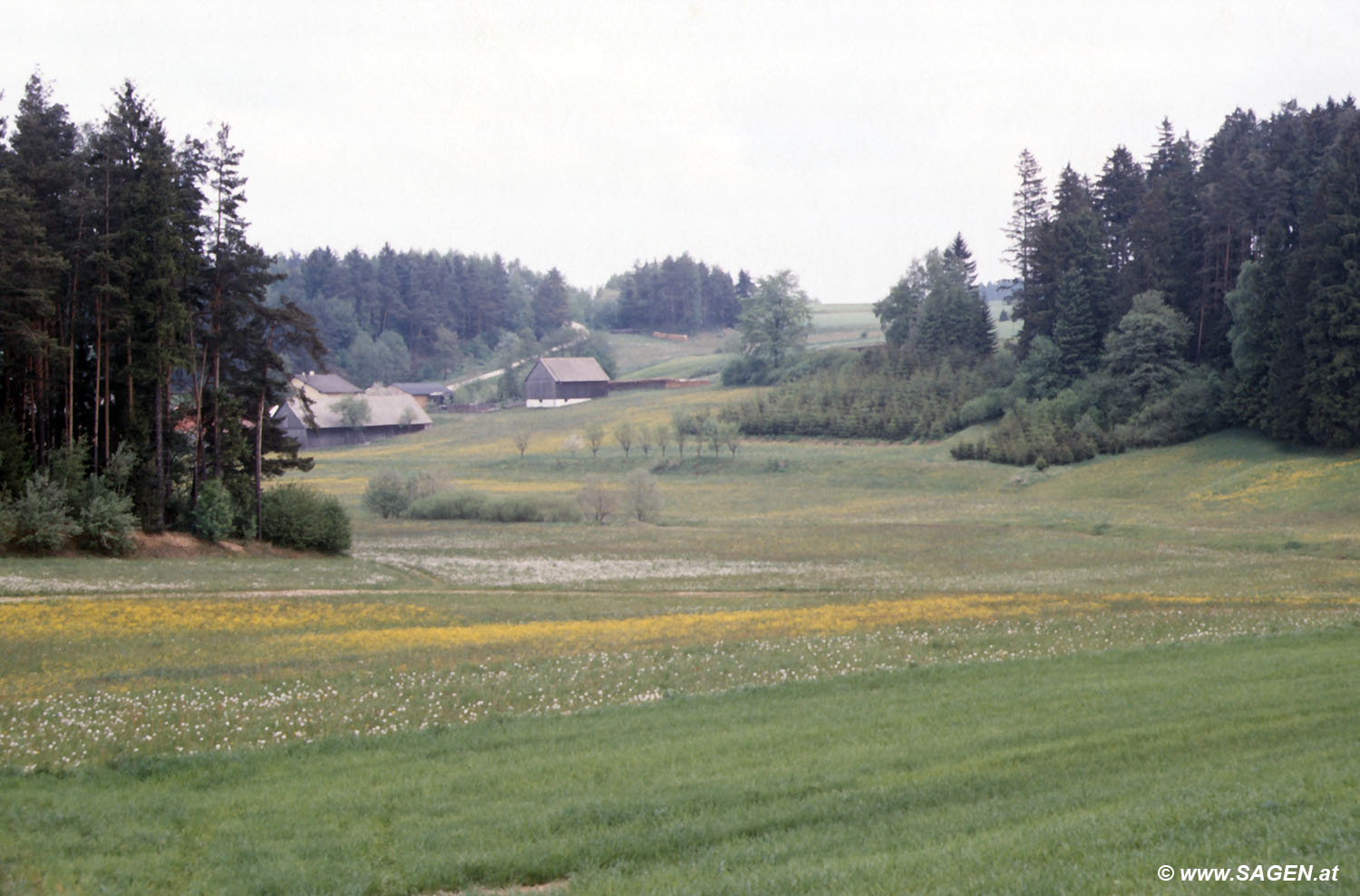 Im Waldviertel