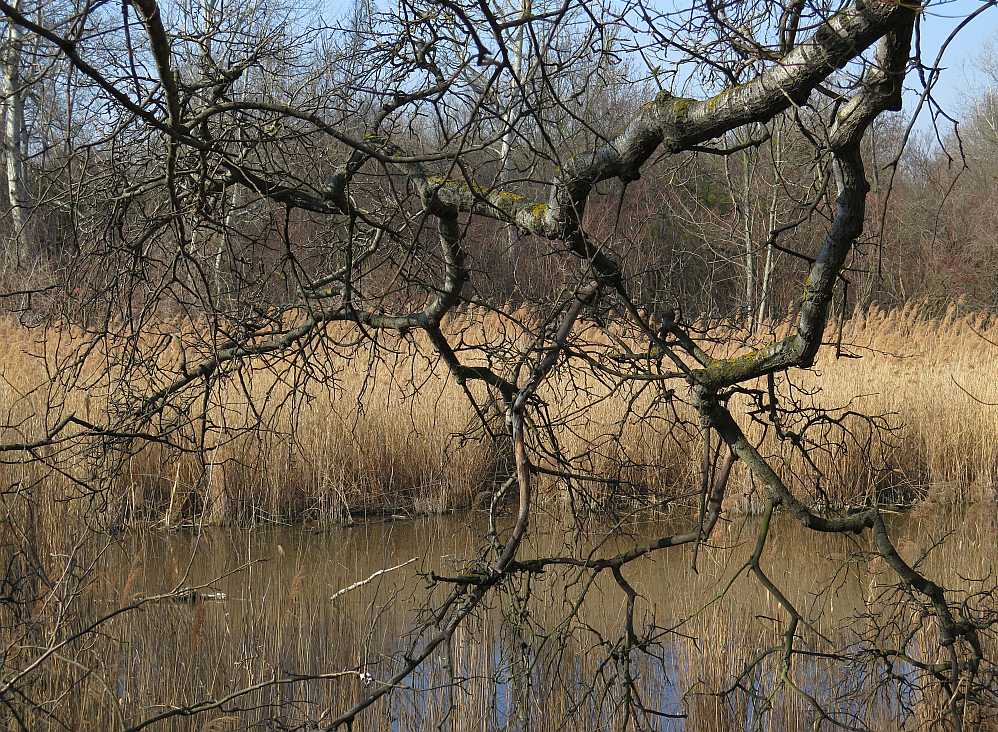 in der Lobau