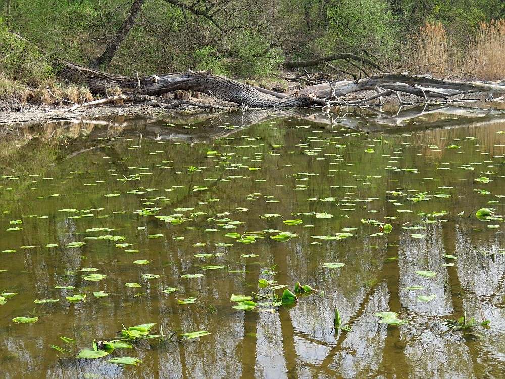 In der Lobau