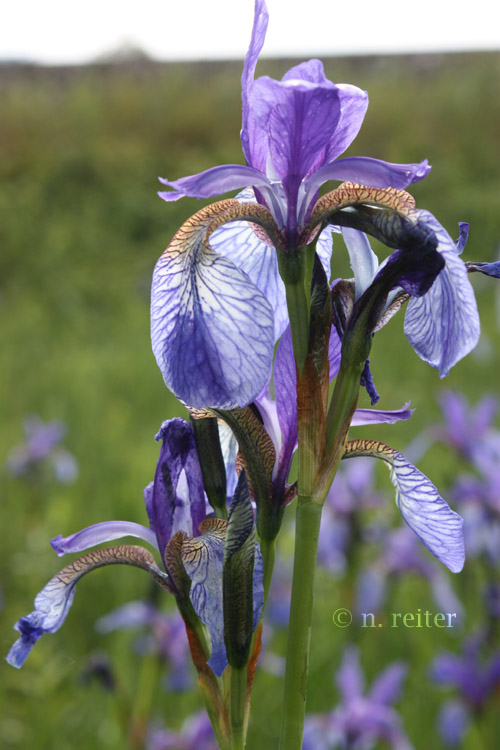 iris