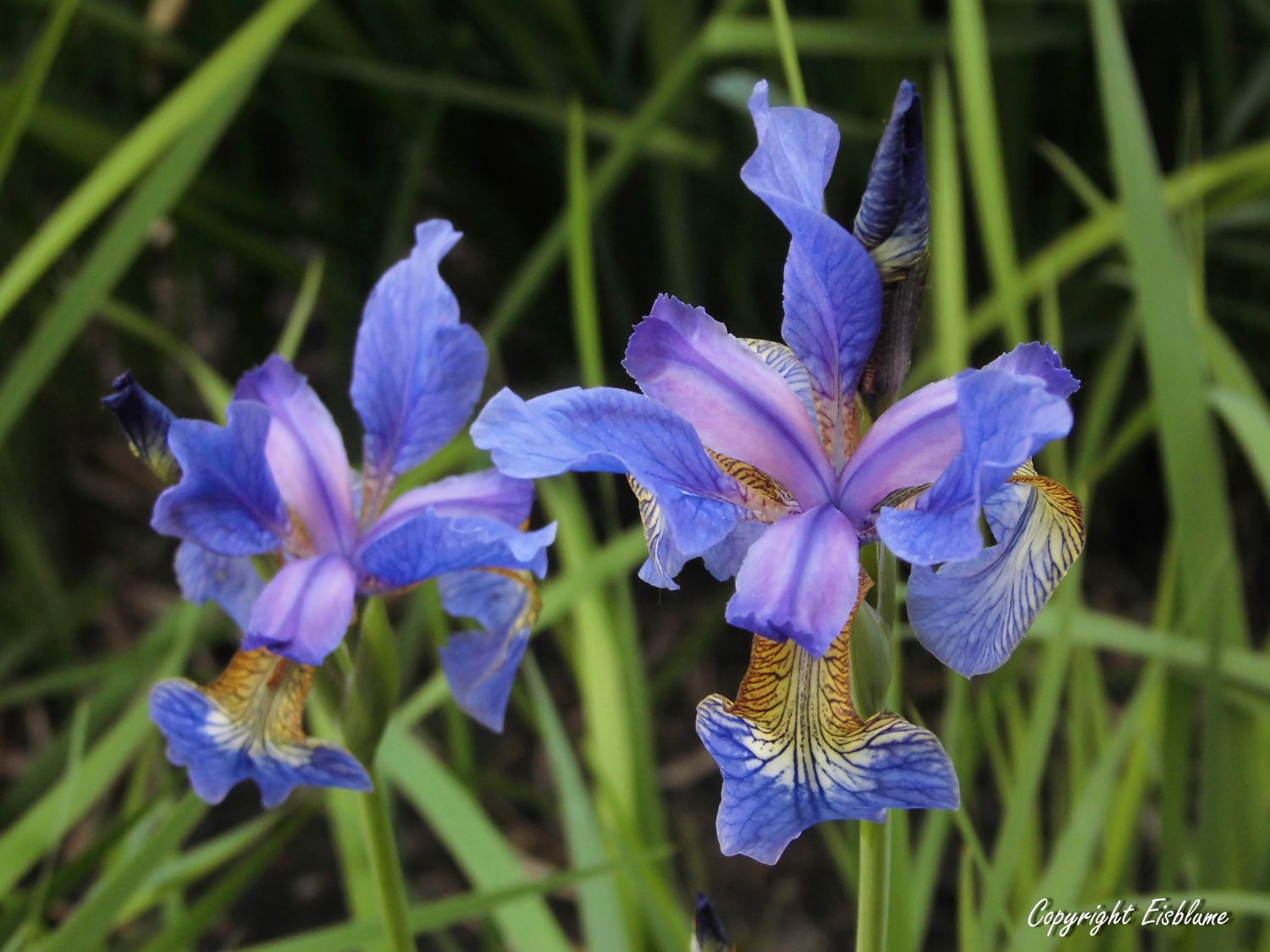 Iris