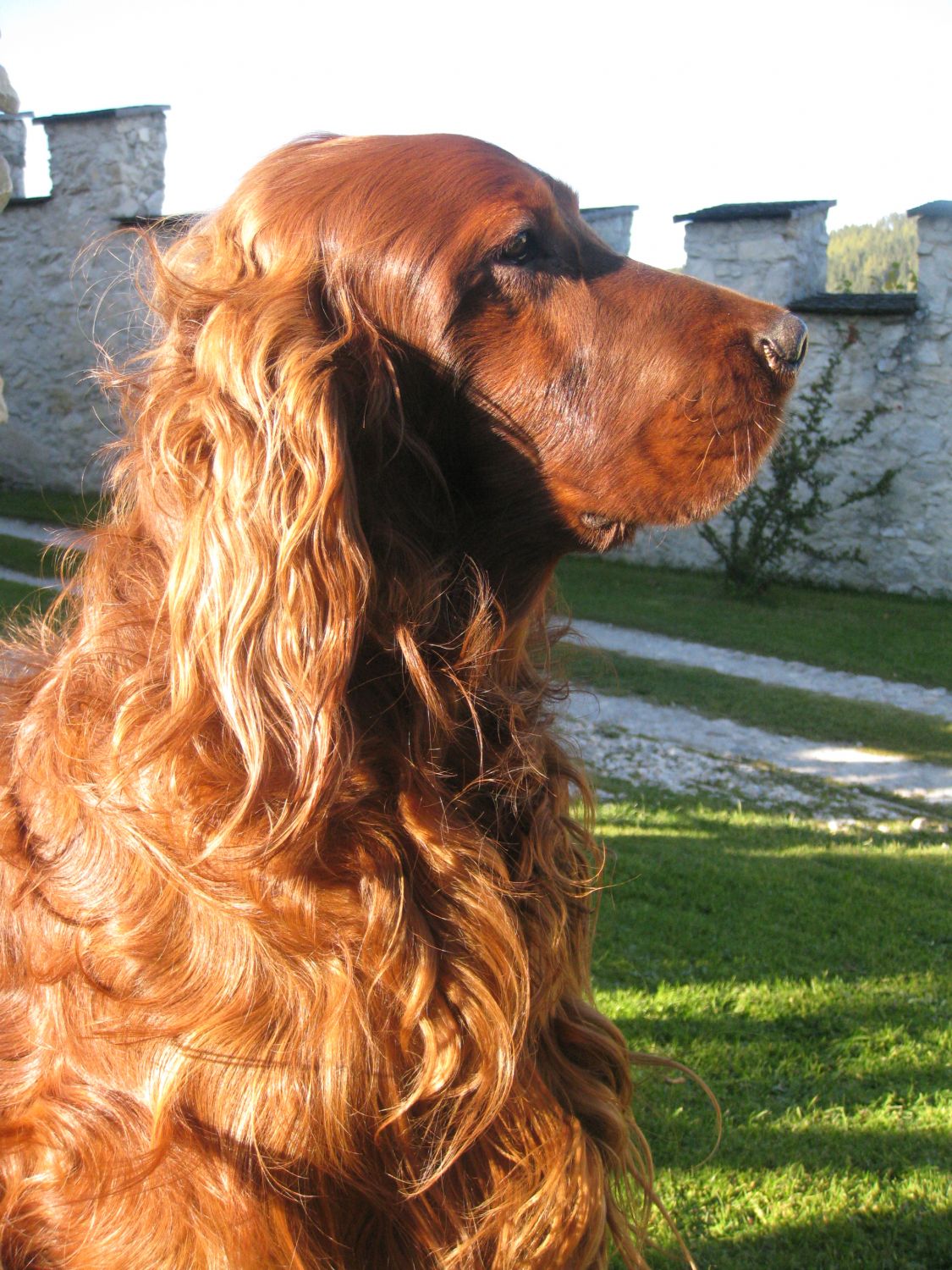 Irish Red Setter