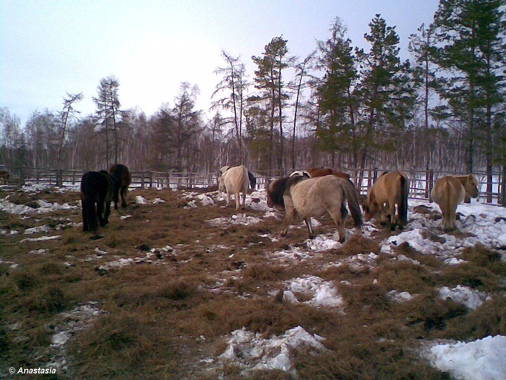 Jakutsk - jakutische Pferde im April