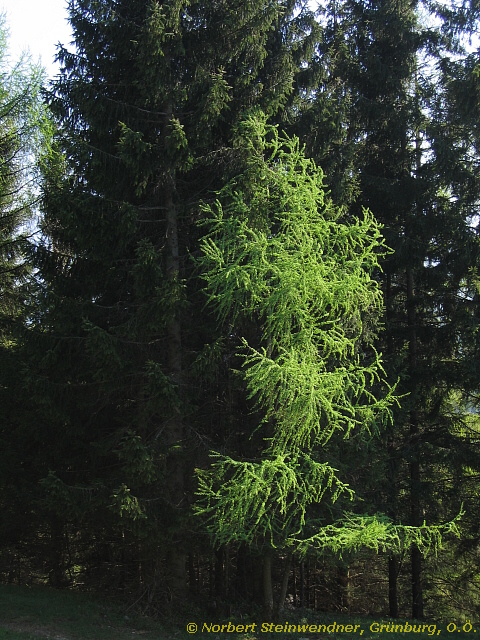 Jugend im Licht