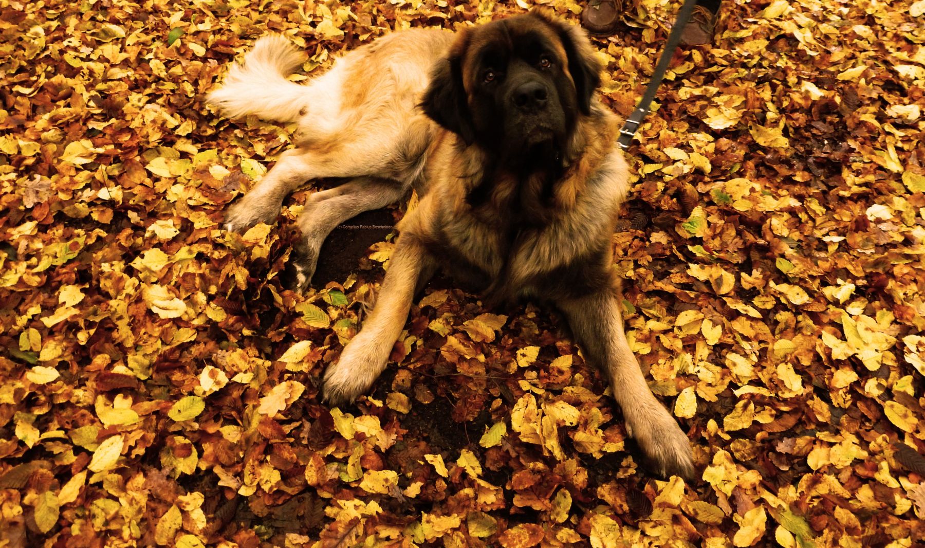 junger germanischer Bärenhund