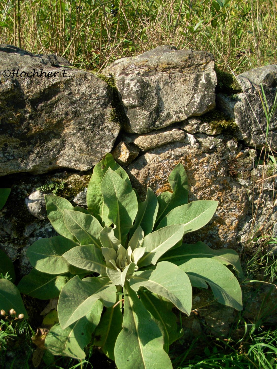 Königskerzen-Blattrosette