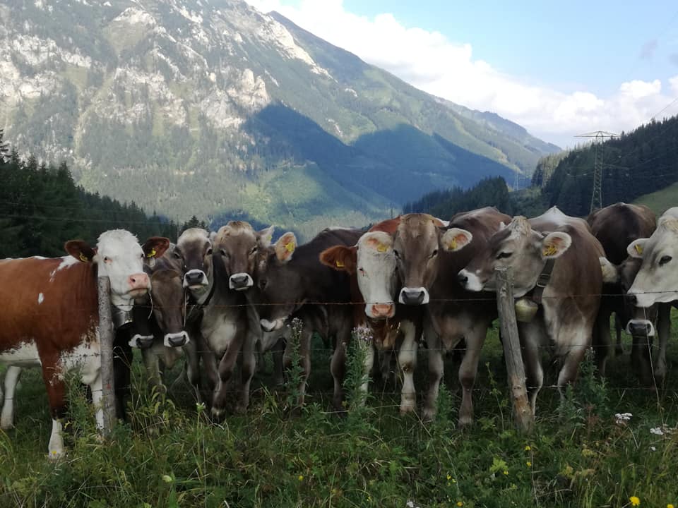 Kühe in Vordernberg am Fuß des Erzbergs