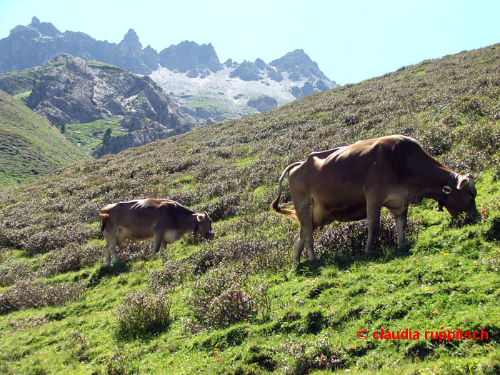 Kühe in Wattener Lizum, Tirol