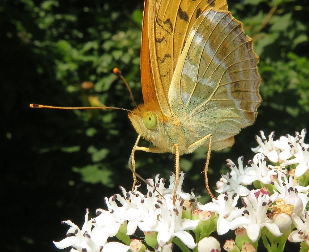 Kaisermantel Argynnis paphia