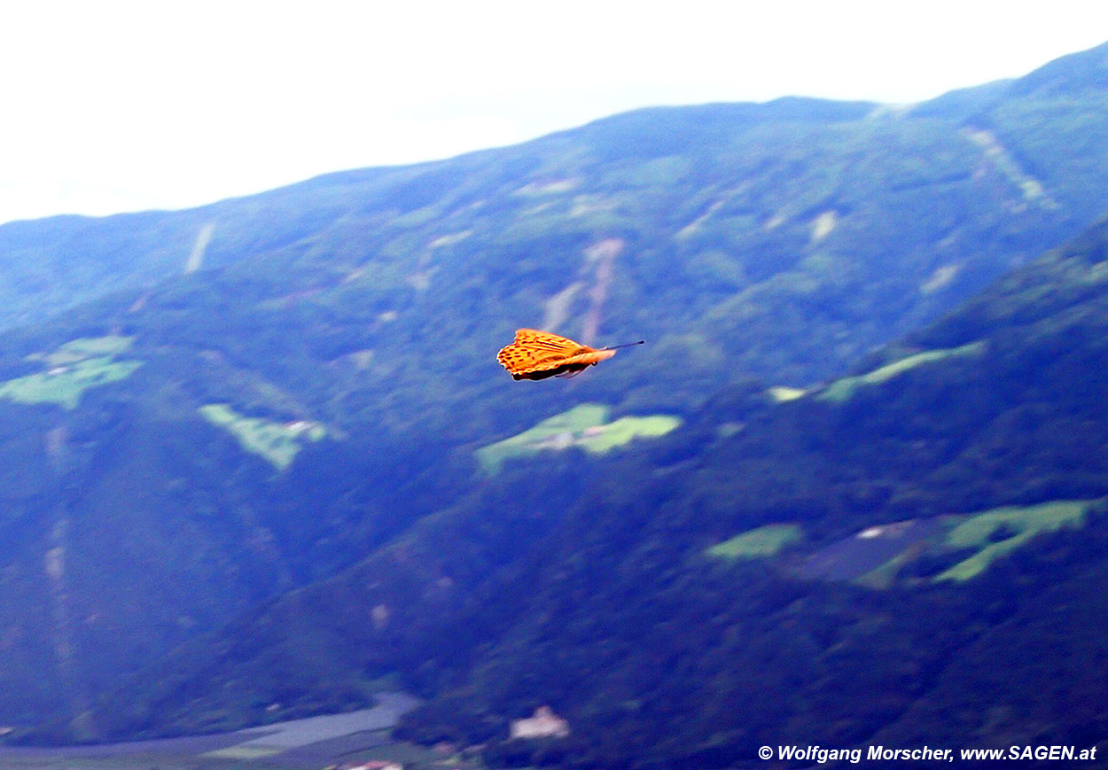 Kaisermantel im Flug