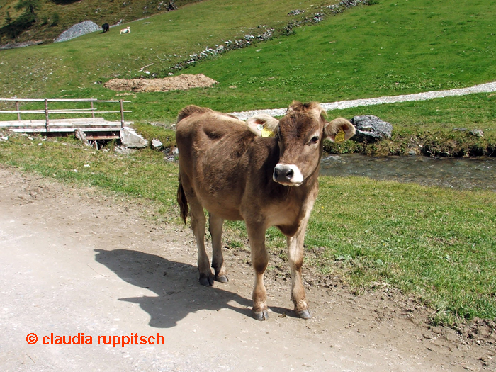 kalb im wimmertal