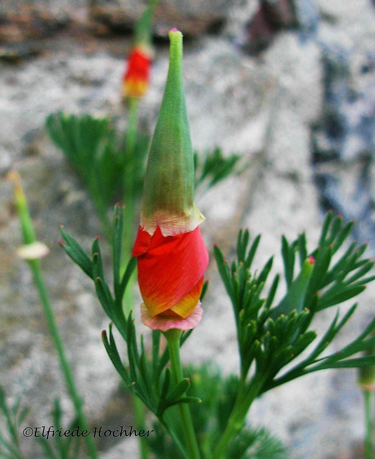 Kalifornischer Mohn - Eschscholzia californica (2)