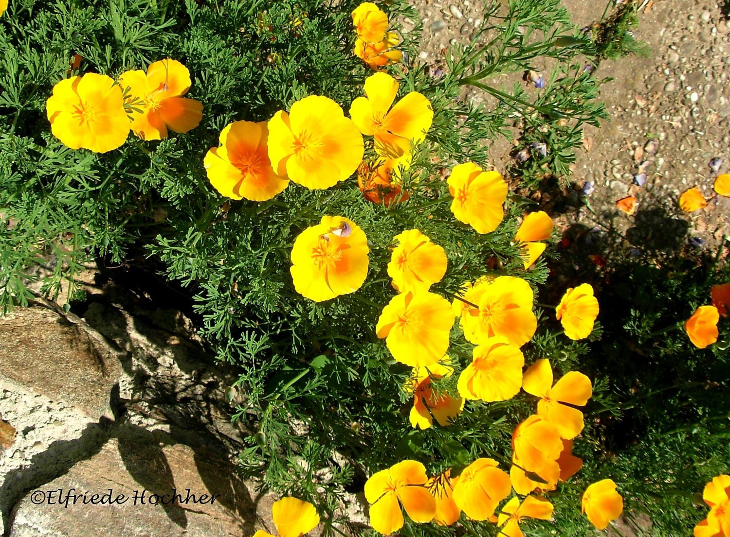 Kalifornischer Mohn - Eschscholzia californica