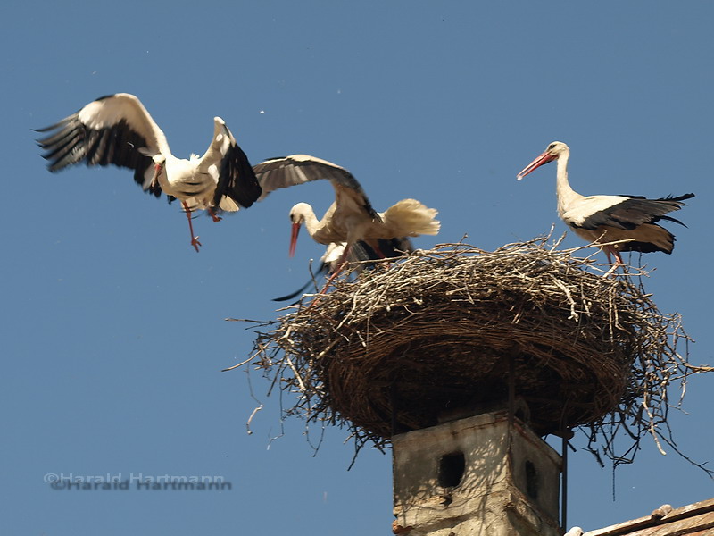 Kampf um das Nest