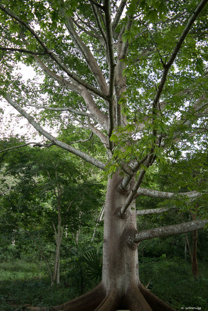 Kapok Baum