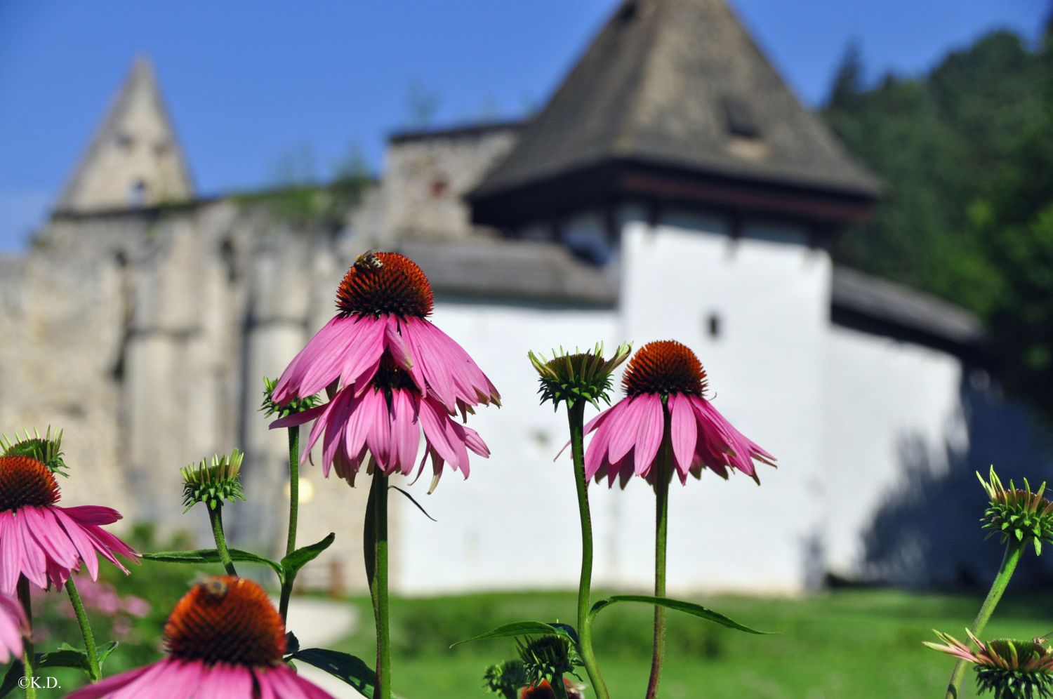 Kartause Žice (Slowenien)