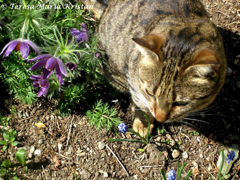 Katze mit Küchenschellen, Kalvarienberg Graz