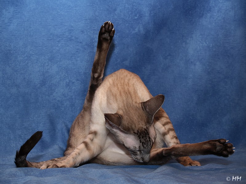 Katzenyoga