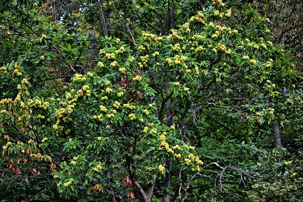 Keschtn-Edelkastanie-Maroni