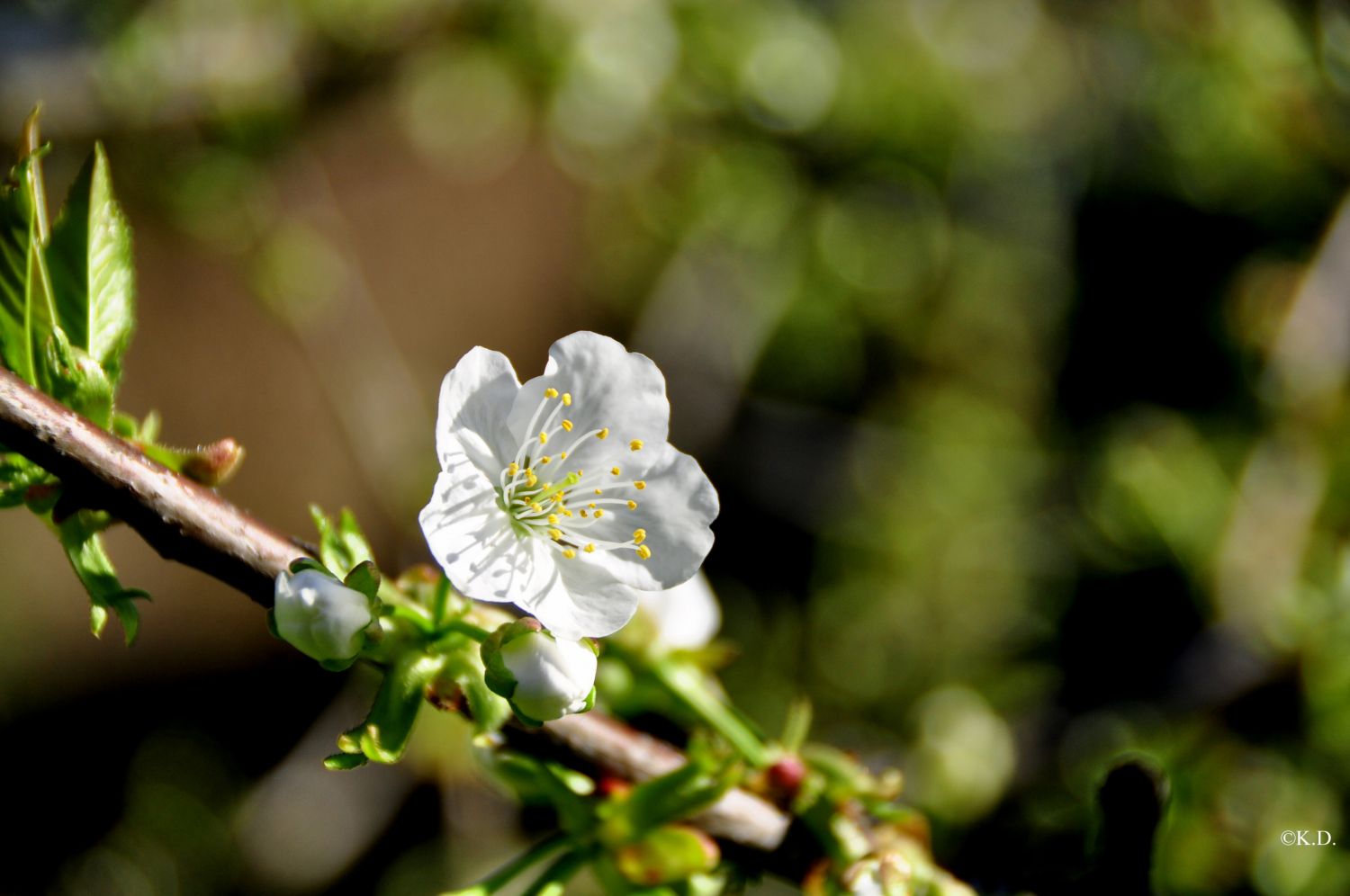 Kirschblüte