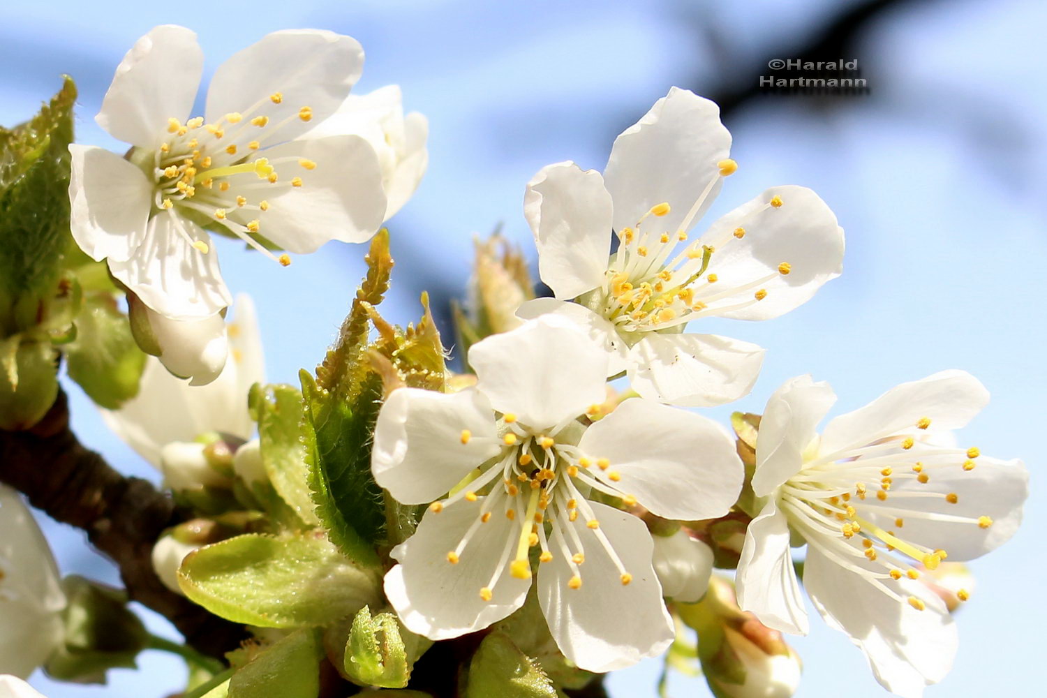 Kirschblüten