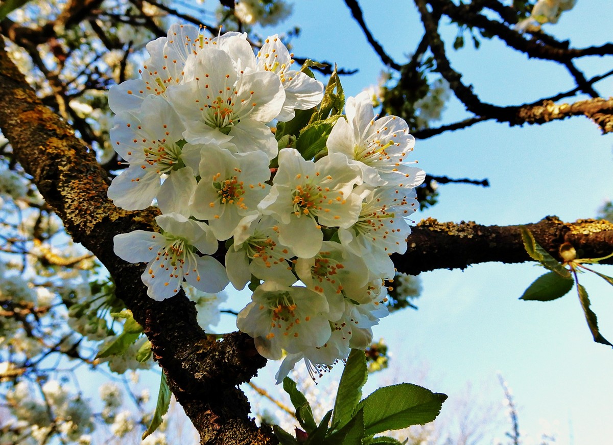 Kirschblüten