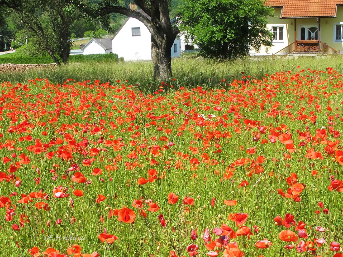 Klatschmohn-Feld