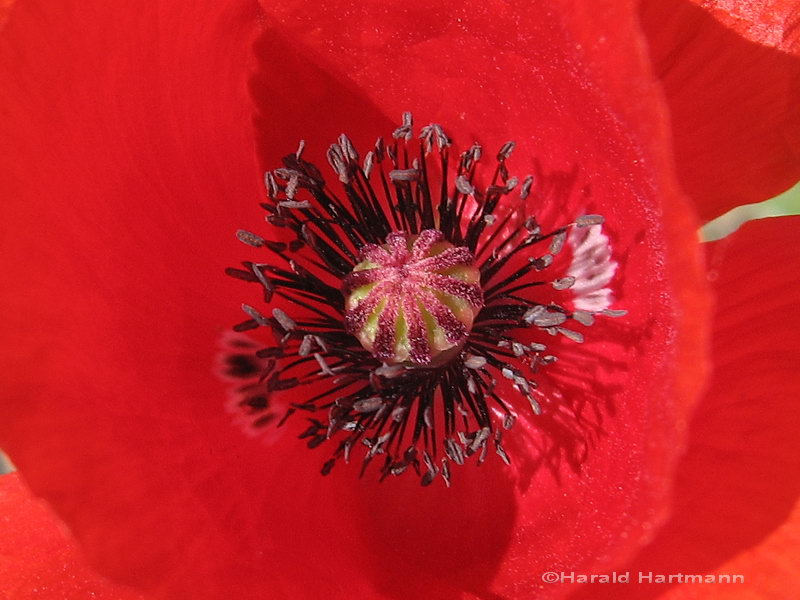 Klatschmohn