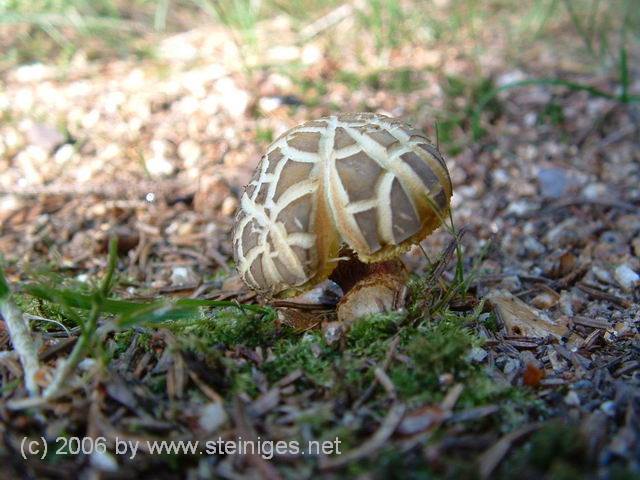 kleiner Pilz