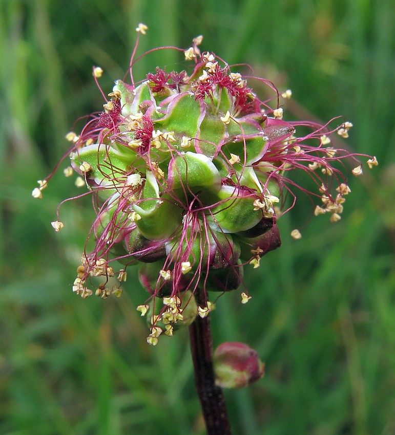 Kleiner Wiesenknopf