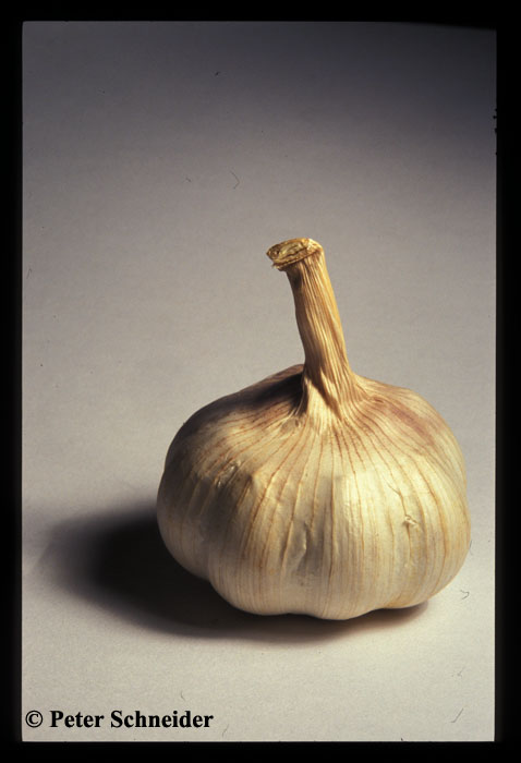 Knoblauch