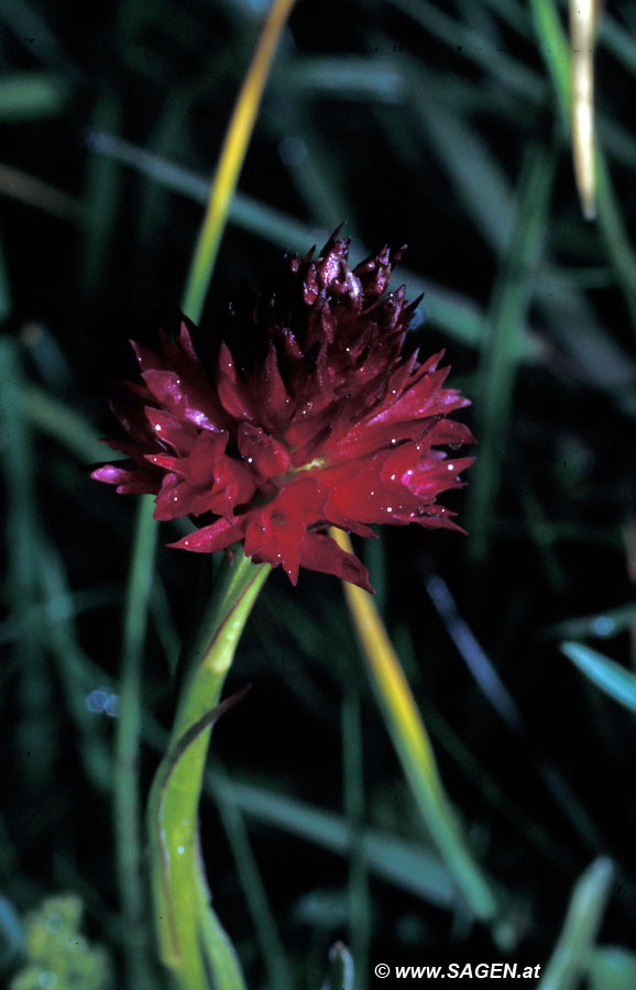 Kohlröschen (Nigritella sp.)