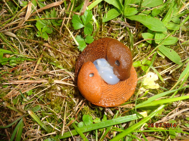 kopulierende Nacktschnecken