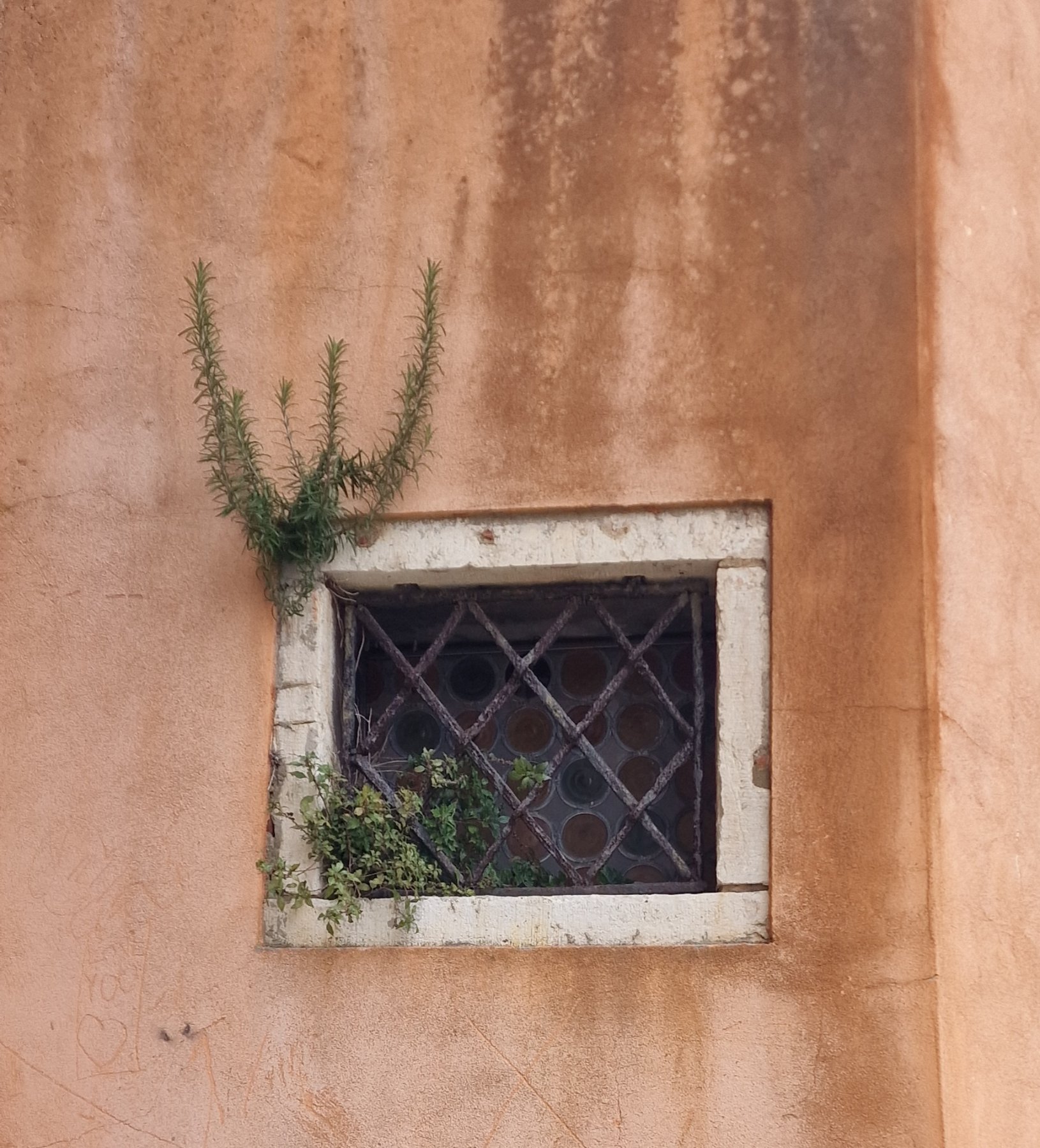 Kräuter am Fenster