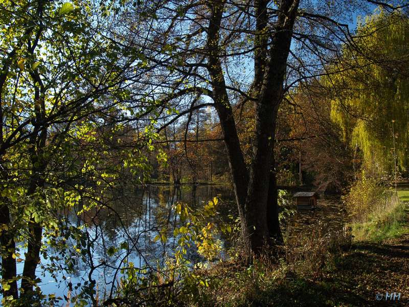 Krötenweiher Trams