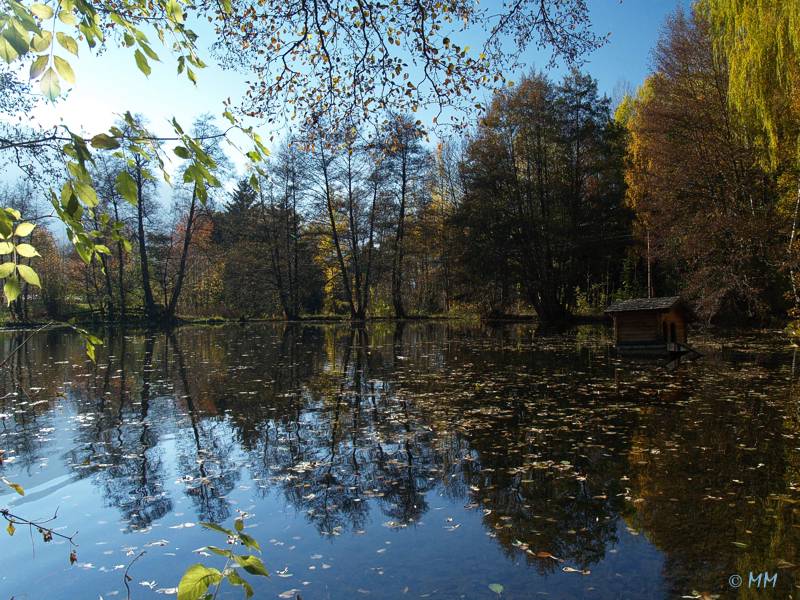 Krötenweiher Trams